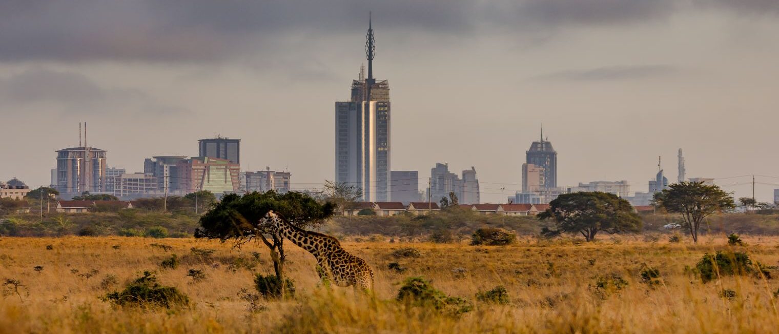 Giraffe frisst an Baum in Savanne, im Hintergrund die Skyline von Nairobi, Kenia.