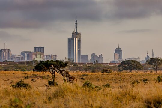 Giraffe frisst an Baum in Savanne, im Hintergrund die Skyline von Nairobi, Kenia.